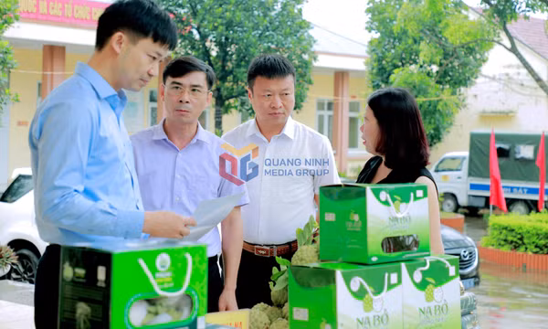 Đẩy mạnh xúc tiến tiêu thụ quả na Đông Triều