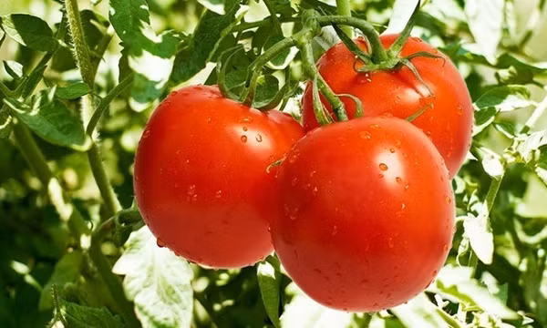 5 loại rau có thể tồn dư nhiều thuốc trừ sâu