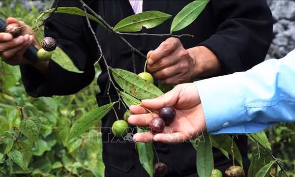 Hà Giang: 11 trẻ bị ngộ độc do ăn quả hồng châu