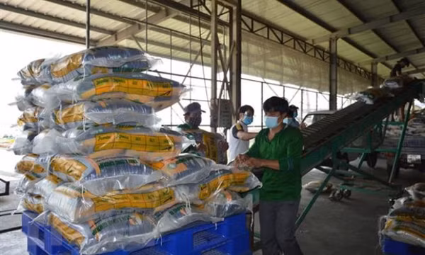 Giá gạo xuất khẩu Việt Nam vẫn giữ vững vị trí cao nhất thế giới