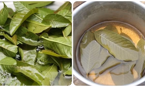 Những công dụng tuyệt vời của nước lá ổi ít người biết