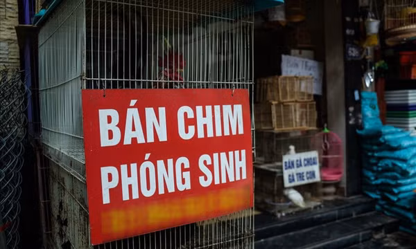 Ủng hộ lời kêu gọi Phật tử Huế không phóng sinh để bảo vệ chim hoang dã