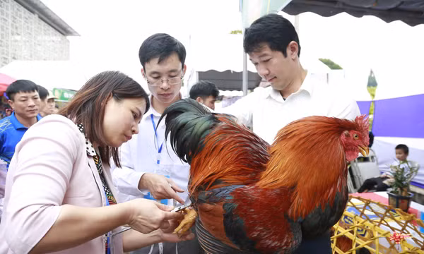 Độc đáo Hội thi Vua Gà tại Tiên Yên sẽ diễn ra ngày 19/8