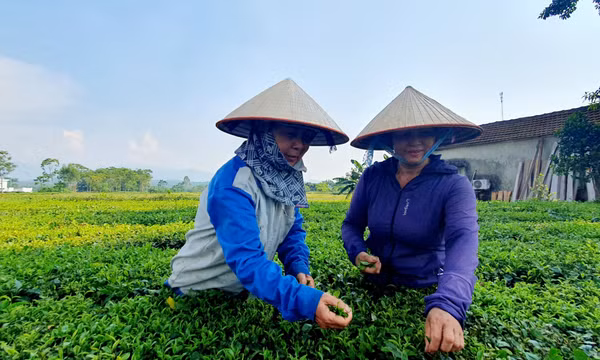 Hải Hà: Tái cơ cấu sản xuất nông nghiệp