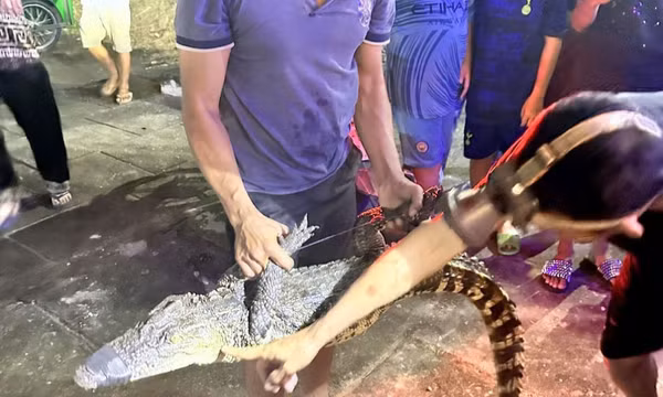 Bắt được cá sấu nặng 14 kg trên sông ở Bạc Liêu
