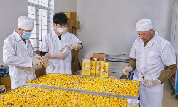 Trà hoa vàng Quy Hoa và hành trình vươn tầm OCOP 5 sao