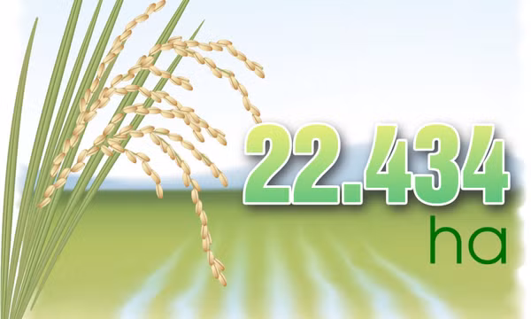 22.434 ha - là diện tích lúa mùa toàn tỉnh theo kế hoạch sản xuất năm 2023