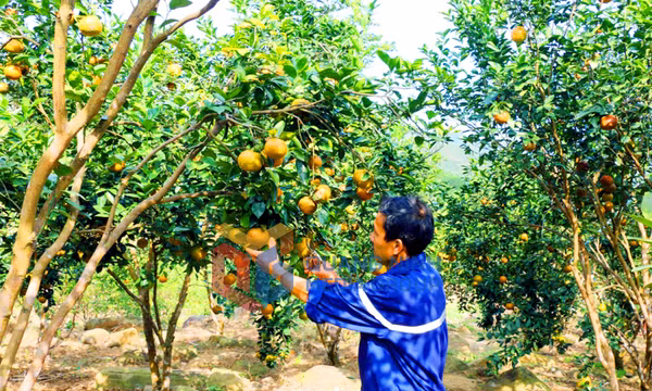 Nông thôn mới đặc khu Vân Đồn
