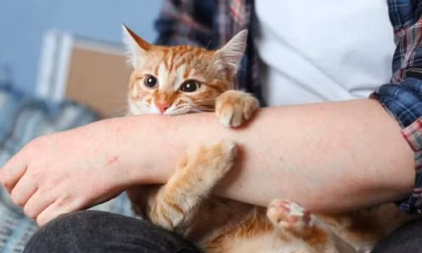 8 loại bệnh bạn có thể bị lây nhiễm từ thú nuôi và cách phòng ngừa