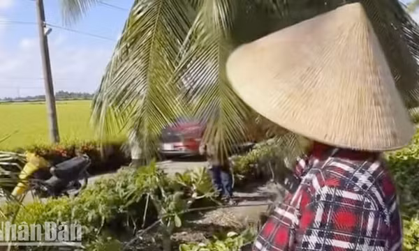 Kiên Giang: Lấy cây cột cờ sắt để hái dừa, vợ chồng bị điện giật tử vong
