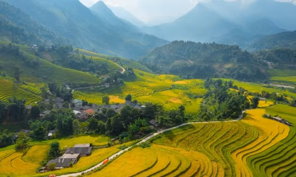 Ruộng bậc thang chín sớm làm say lòng lữ khách đến Sa Pa