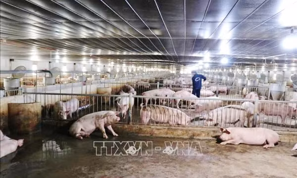 Chăn nuôi an toàn để xuất khẩu
