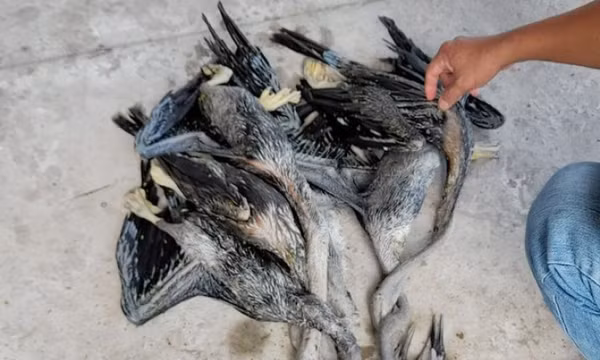 Thiếu mồi, hai 'bợm nhậu’ vào rừng săn 6 cá thể chim trong Sách đỏ