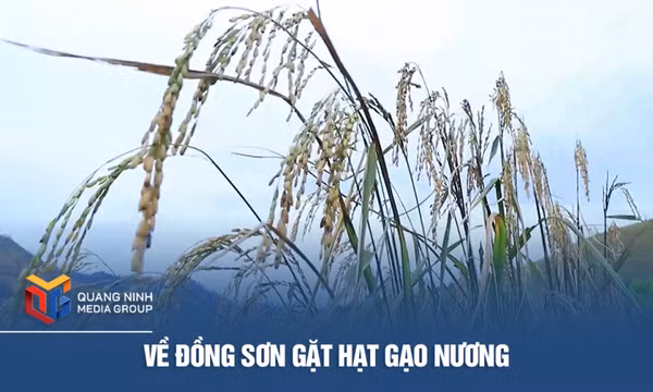 Về Đồng Sơn gặt hạt gạo nương