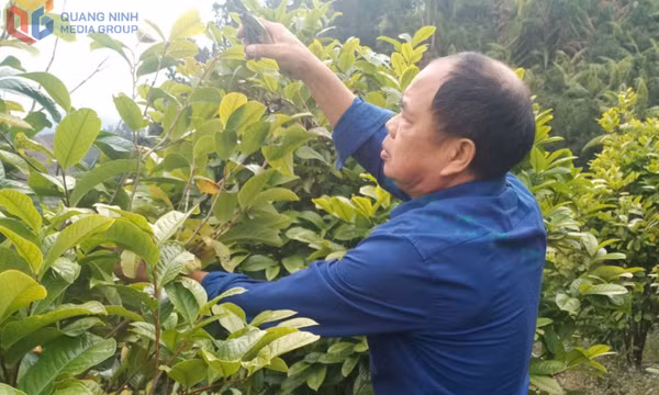 Vùng đất của hoa vàng dưới tán rừng xanh