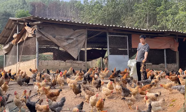 Làm giàu từ kinh tế trang trại