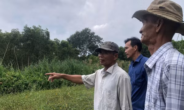 Dân miệt thứ trồng keo lai, chủ rừng có tiền tỉ như chơi