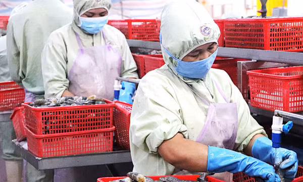 Gỡ điểm nghẽn của ngành tôm