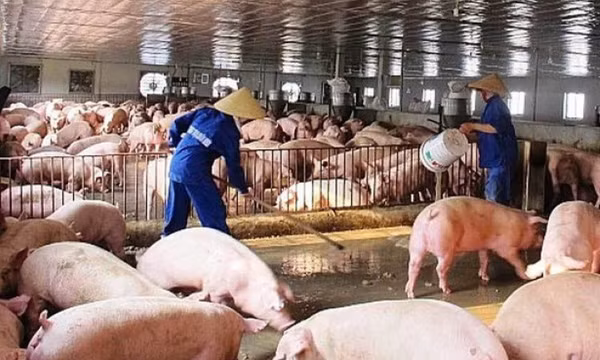 Không lo thiếu thịt lợn dịp Tết