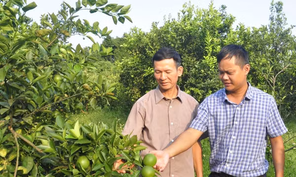 Hợp lực phát triển kinh tế tập thể