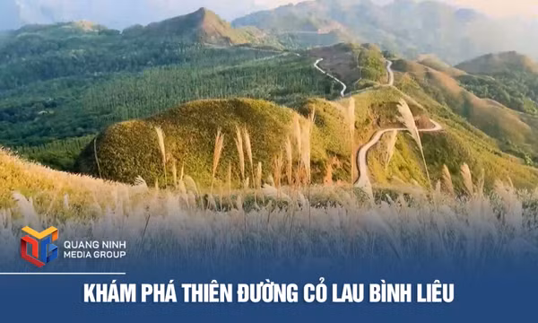 Khám phá thiên đường cỏ lau Bình Liêu