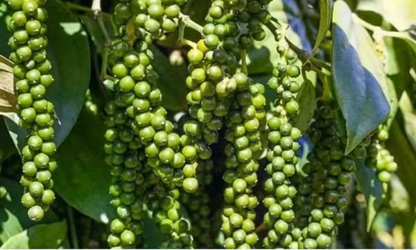 Xuất khẩu hồ tiêu sang thị trường Trung Quốc dự báo sẽ tăng mạnh vào đầu năm 2025
