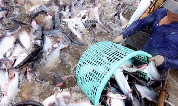 Thúc đẩy phát triển ngành cá tra