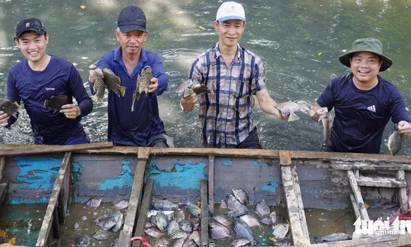 Dỡ chà bắt cá nâu, cách làm du lịch độc đáo của nông dân Cà Mau
