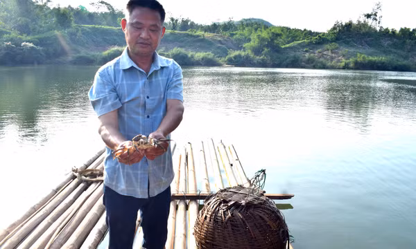 Gìn giữ thương hiệu cà ra Ba Chẽ 