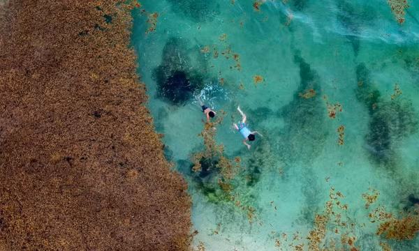 Các nhà khoa học Caribe biến rong biển gây hại thành nhiên liệu chạy xe