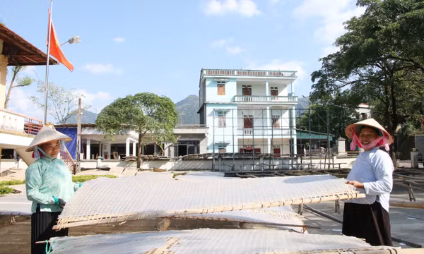 Rộn ràng mùa miến dong Bình Liêu