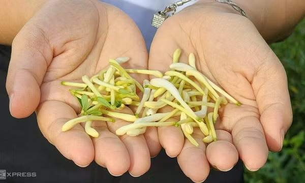 Kiếm tiền tỷ từ cây kim ngân hoa