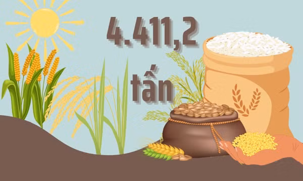 4.411,2 tấn - là tổng sản lượng lương thực cây có hạt mà ngành Nông nghiệp tỉnh đặt mục tiêu cho vụ Đông năm 2024