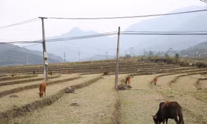 Công điện của UBND tỉnh về phòng chống rét đậm, rét hại trên địa bàn