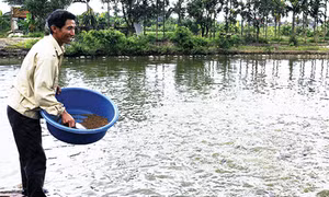 Triệu phú nông dân
