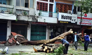 TP Hạ Long tơi tả sau bão