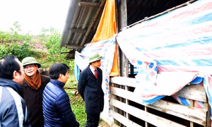 Đã có thêm thiệt hại về thủy sản, gia cầm do rét hại