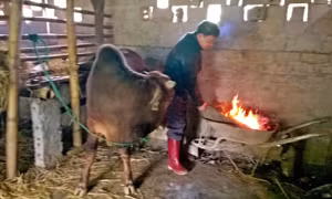 Đầm Hà, Hải Hà, Móng Cái: Vật nuôi, cây trồng được bảo vệ tốt trong giá rét
