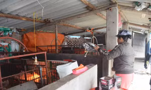 Toàn tỉnh có 255 con gia súc bị chết do rét đậm, rét hại