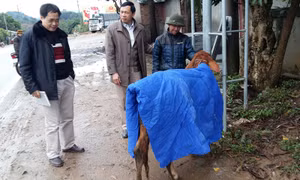 Bình Liêu cấp miễn phí 60 tấn ngô để chống đói cho gia súc