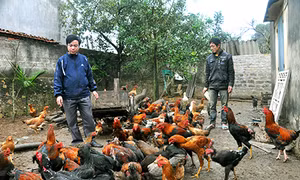 Đông Triều với công tác phòng, chống dịch cúm gia cầm