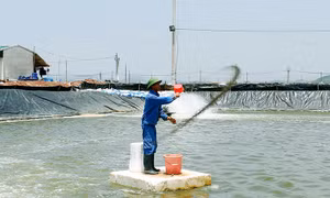 Đầm Hà khởi sắc