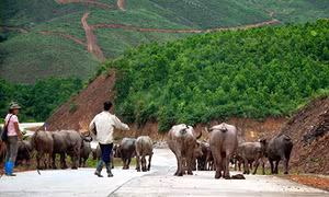 "Ngày hội… trâu" (!)