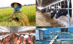 Thực hiện chương trình xây dựng NTM: "Được cơ sở vật chất, được cán bộ, được phong trào, được lòng dân"