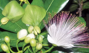 Bàng vuông