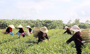 Huy động sức mạnh tổng hợp đưa Hải Hà trở thành vùng động lực phát triển
