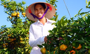 Niềm vui "mùa vàng" ở Vạn Yên