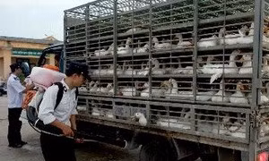 Công điện của Thủ tướng Chính phủ tăng cường phòng chống dịch cúm gia cầm
