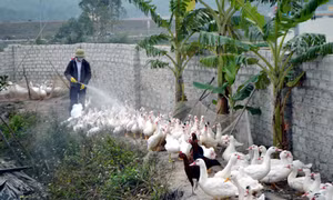 Bài 2: Chủ động của người chăn nuôi