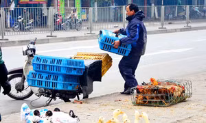 Người dân Hạ Long chủ quan với dịch cúm gia cầm